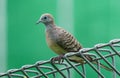 Zebra Dove