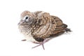 Zebra Dove Baby Bird.