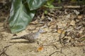 Zebra dove on the beach. Royalty Free Stock Photo