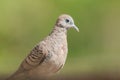 Zebra Dove belongs to the genus Geopelia Striata.