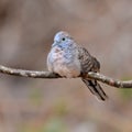 Zebra dove bird Royalty Free Stock Photo