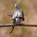 Zebra dove bird mating