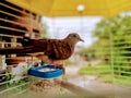 zebra dove in birdcage Royalty Free Stock Photo