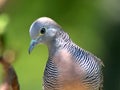 Zebra Dove Closeup Royalty Free Stock Photo