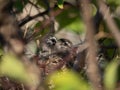 Zebra Dove fledglings in their nest Royalty Free Stock Photo