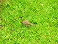A zebra dove foraging for food on the ground, Royalty Free Stock Photo
