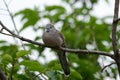 Zebra Dove (Geopelia striata) Royalty Free Stock Photo