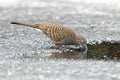 Zebra Dove Geopelia striata Birds Eating Water