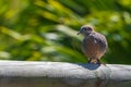 Zebra dove, Geopelia striata, collecting twigs for nest amongst palm leaves, GRSE, Mauritius Royalty Free Stock Photo