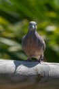 Zebra dove, Geopelia striata, collecting twigs for nest amongst palm leaves, GRSE, Mauritius Royalty Free Stock Photo