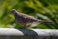 Zebra dove, Geopelia striata, collecting twigs for nest amongst palm leaves, GRSE, Mauritius Royalty Free Stock Photo