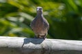 Zebra dove, Geopelia striata, collecting twigs for nest amongst palm leaves, GRSE, Mauritius Royalty Free Stock Photo
