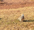 Zebra Dove Geopelia striata Columbidae looking for food to eat happily in front yard. Royalty Free Stock Photo