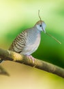 Zebra dove Royalty Free Stock Photo