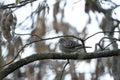 Zebra dove, geopelia striata, Mauritius. Royalty Free Stock Photo