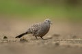 Zebra dove, geopelia striata, Mauritius. Royalty Free Stock Photo