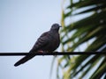 Zebra dove Geopelia striata , peaceful dove or barred ground dove, bird of columbidae family, A bird perched on wire. Royalty Free Stock Photo