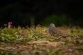 Zebra dove (Geopelia striata) is resting on the ground at sunset. Also known as barred ground dove, Columbidae Royalty Free Stock Photo