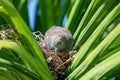 Zebra dove, Geopelia striata, sitting on a nest amongst palm leaves, GRSE, Mauritius Royalty Free Stock Photo