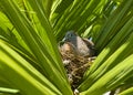 Zebra dove, Geopelia striata, sitting on a nest amongst palm leaves, GRSE, Mauritius Royalty Free Stock Photo