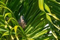 Zebra dove, Geopelia striata, sitting on a nest amongst palm leaves, GRSE, Mauritius Royalty Free Stock Photo