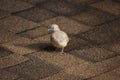 Zebra dove, Geopelia striata, Sunway Lagoon resort, Malaysia