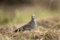 Zebra dove, geopelia striata, barred ground dove, barred dove Royalty Free Stock Photo