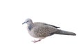 Zebra dove isolated on white background. Royalty Free Stock Photo