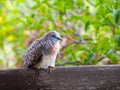 The zebra dove on a piece of wood in the garden.