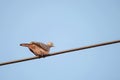 Zebra dove on a power line