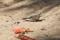 Zebra Dove in profile Royalty Free Stock Photo