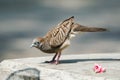 Zebra dove raising its bottom Royalty Free Stock Photo