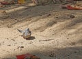 Zebra Dove Royalty Free Stock Photo