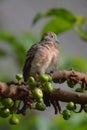 Zebra Dove Royalty Free Stock Photo