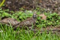 Zebra Doves