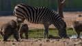 Zebra drink water around some monkeys