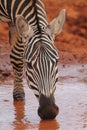 Zebra Drinking