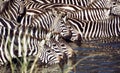 Zebra drinking