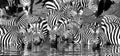 Zebra drinking black and white