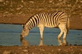 Zebra drinking, Etosha , Namibia Royalty Free Stock Photo