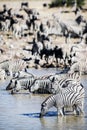 Zebra drinking Royalty Free Stock Photo