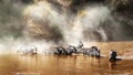 Zebra drinking in the Mara River During Migration