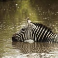 Zebra drinking in a river, Serengeti, Tanzania