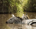 Zebra drinking in a river, Serengeti, Tanzania