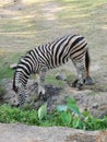 Zebra drinking water in the field