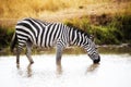 Zebra Drinking Water in Kenya Africa