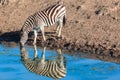 Zebra Water Mirror Reflections