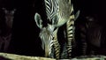 Zebra drinking water at night