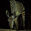 Zebra drinking water at night