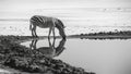 A zebra drinking water from a pond on the beach, AI Royalty Free Stock Photo